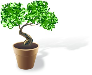 Obraz premium Brown flowerpot with small bonsai and shadow
