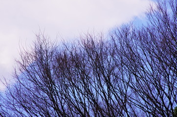 青空と冬の木立