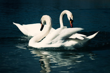 Couple of beautiful swans swimming together on a dark blue lake