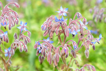 Flower Borago officinalis in the garden