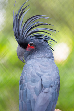 black parrot