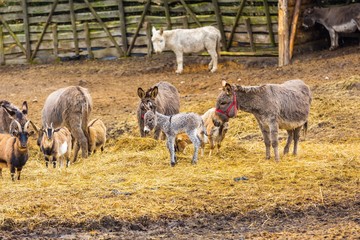 Obraz premium Herd of animals standing on pasture.