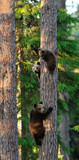 Brown bear cubs on tree. Bear cubs climbing on tree. Bear cubs in forest. Summer.