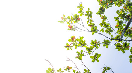 green leaf from under the tree