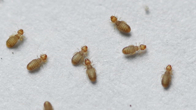 Booklice also known as barklice Insects seen with 20x magnification. These are 40 times smaller than a grain of rice. Common pest.