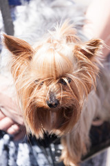 little Yorkshire terrier on hands of the person