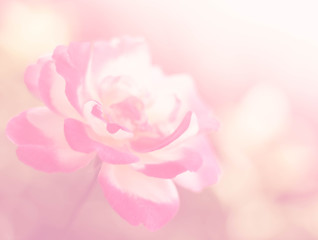 pink rose blur photo