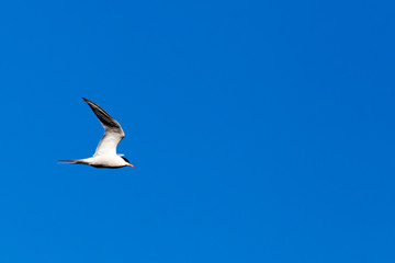 seagull against the blue sky