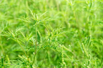 Fototapeta na wymiar Green grass ragweed