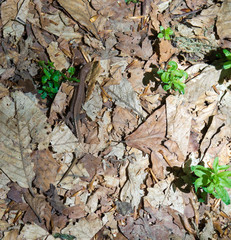 Lizard in the dry leaves
