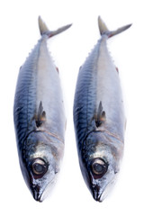 fresh mackerel fishes isolated