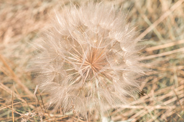 Field dandelion close