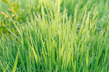 Fototapeta na wymiar Green grass with dew