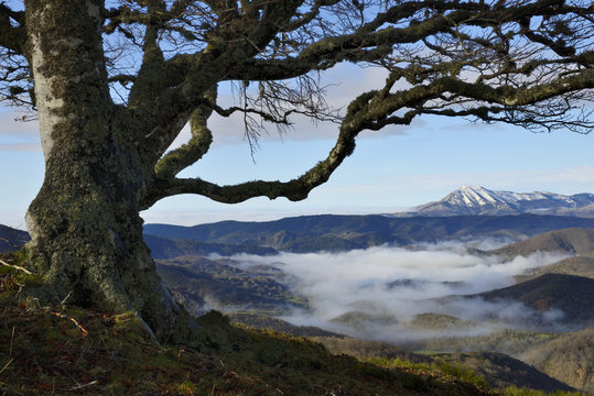 Fototapeta Nieblas de otoño en el valle