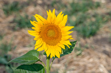 Sunflower on field background