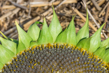 organic sunflower seed