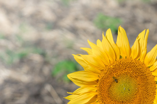 Sunflower on field background