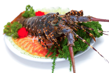 lobster isolated