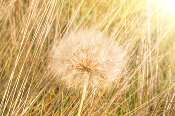 Field dandelion close