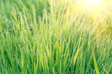 Green grass with dew