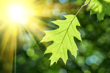Green oak leaf