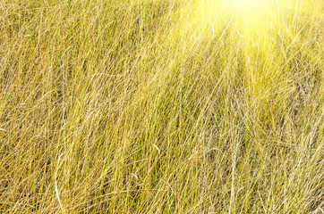 Yellow  green dry grass