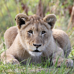 portrait of a female lion - 105592076