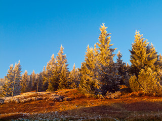 Fototapeta premium Frozen trees at sunstet time