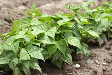 Green soybean plants 