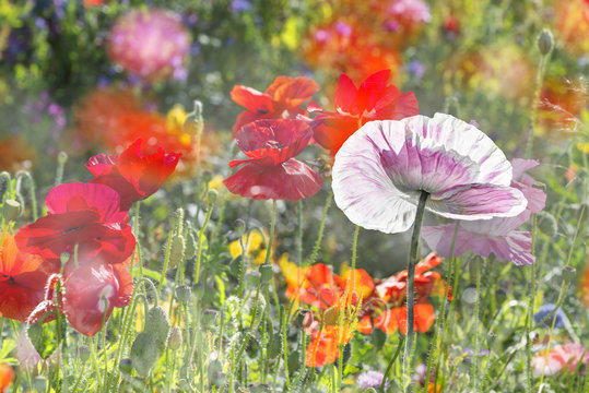 summer meadow with red poppies