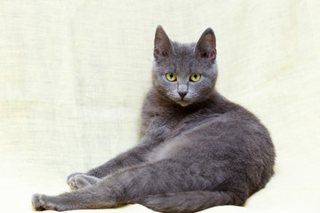 The Russian Blue cat.