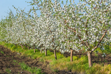 Blooming apple orchard in spring evening