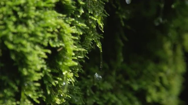 CLOSE UP: Water drops dripping off a wet moss