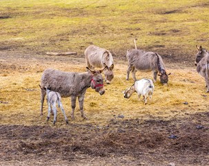 Fototapeta premium Herd of animals standing on pasture.