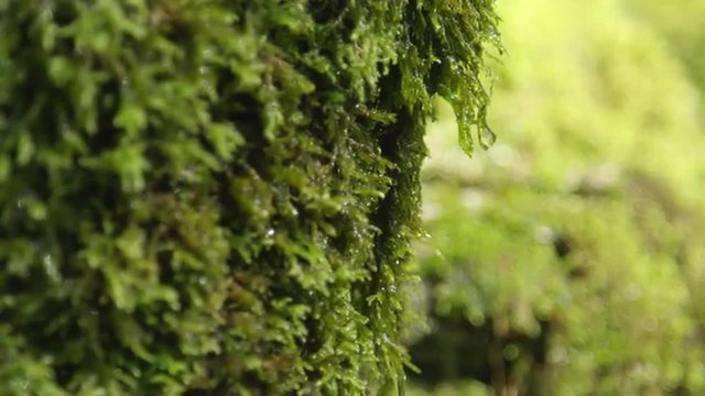 MACRO: Wet moss