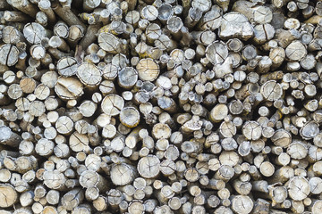 Tree stump background