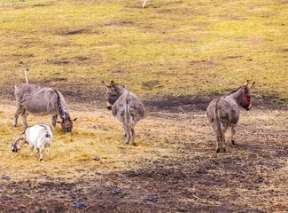 Herd of animals standing on pasture.
