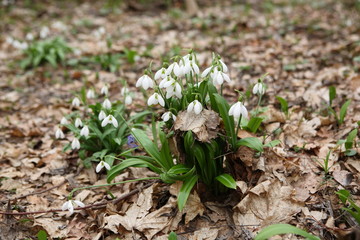 .The first spring flower - snowdrop (Galanthus nivalis)
