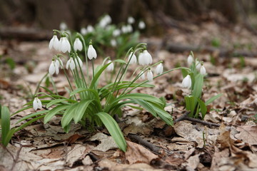 .The first spring flower - snowdrop (Galanthus nivalis)
