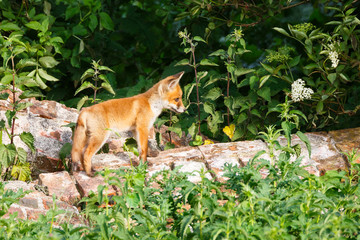red fox cub