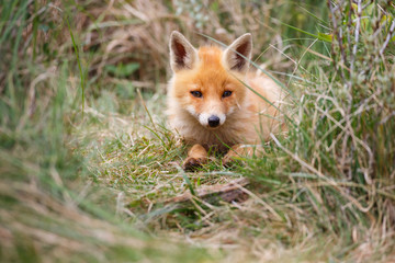 red fox cub