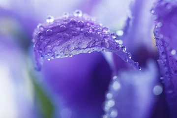 Papier Peint photo autocollant Iris Purple Iris petals with water droplets