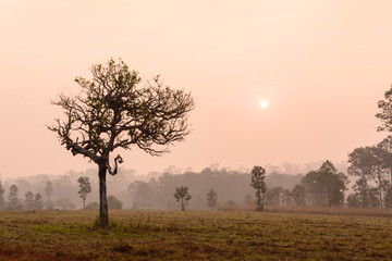 Silhouette of tree with sunrise and morning mist