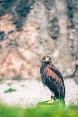 Golden eagle watching at a stand
