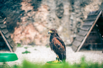 Golden eagle resting at a stand after a falconry show
