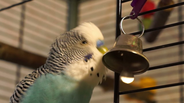 The male budgerigar playing with a bell on the cage, closeup