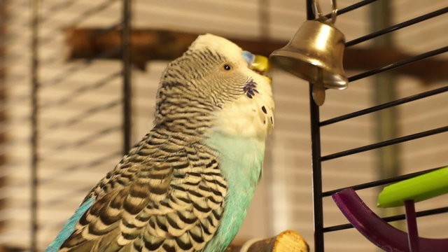 Budgie knocks its beak on the bell on the cage