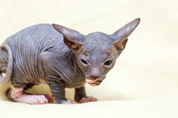 Donskoy  Sphynx.