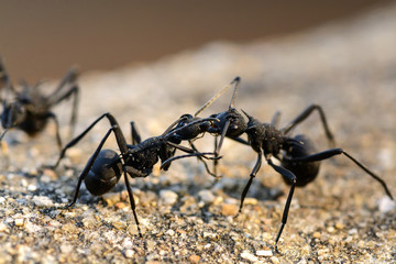  black ants Fighting