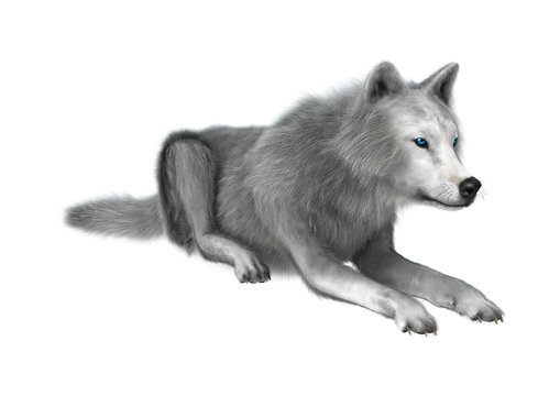Polar Wolf on White